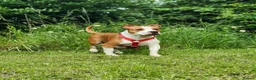 Staffordshire Bull Terrier dogs for sale: Staffordshire Bull terrier  in ELY - Advert 1
