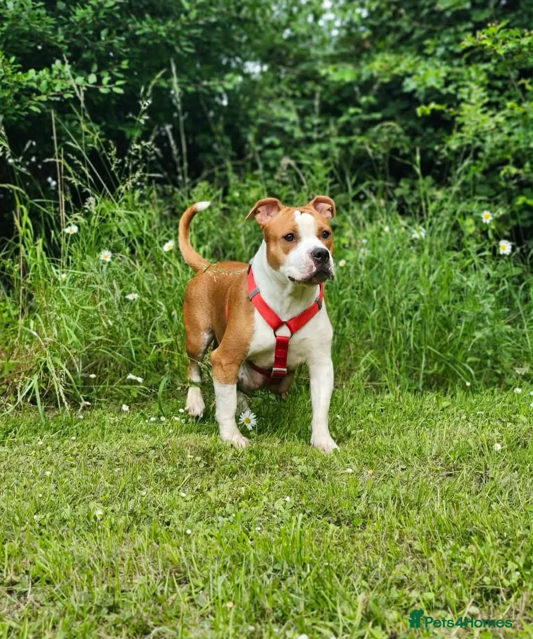 Staffordshire Bull Terrier dogs for sale: Staffordshire Bull terrier  in ELY - Advert 1
