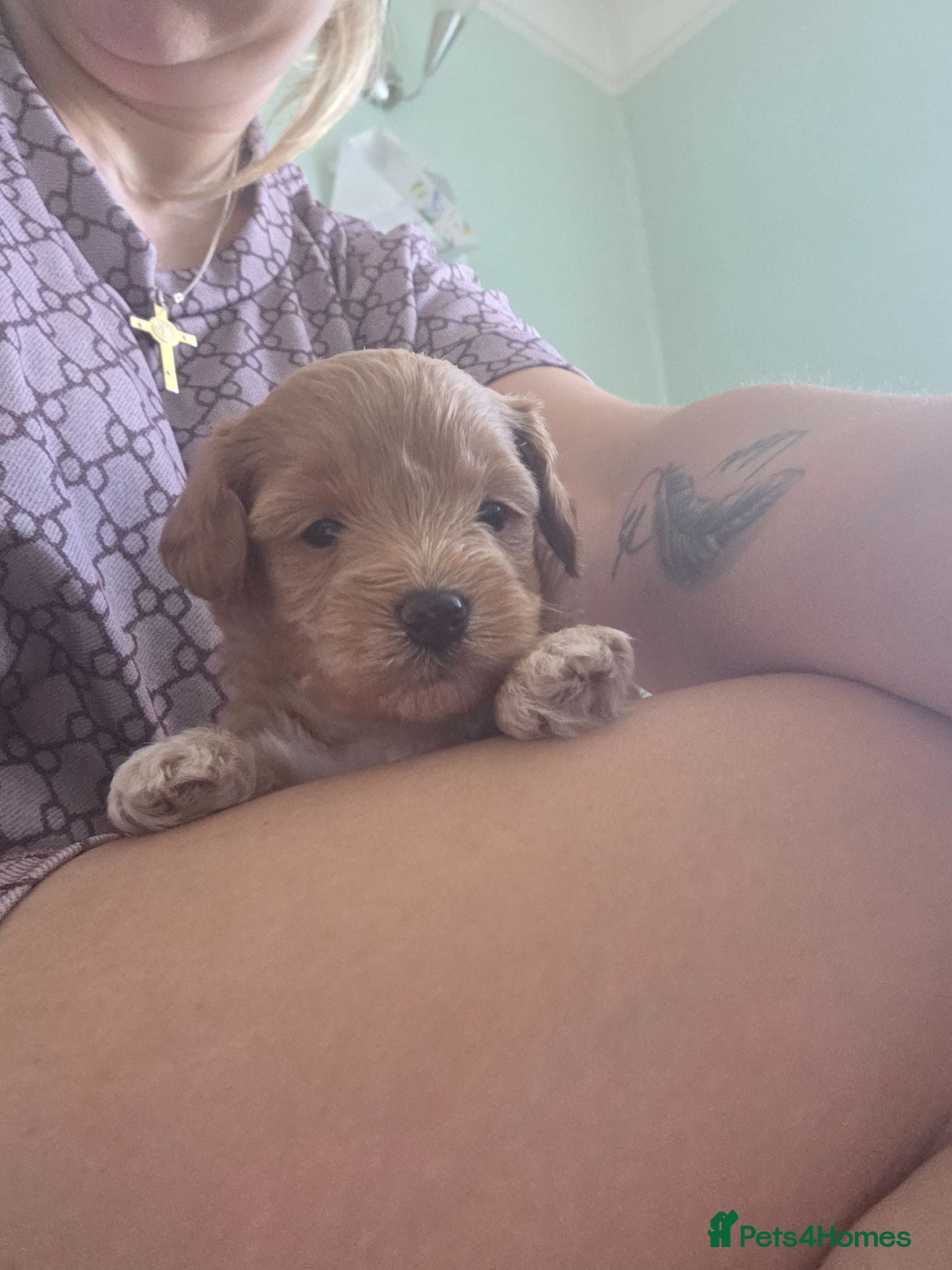 Maltipoo dogs Maltipoo lovely, cutest puppy - Advert 1