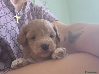 Maltipoo dogs Maltipoo lovely, cutest puppy - Advert 1