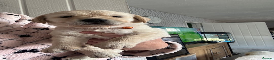 Goldador Puppy 6