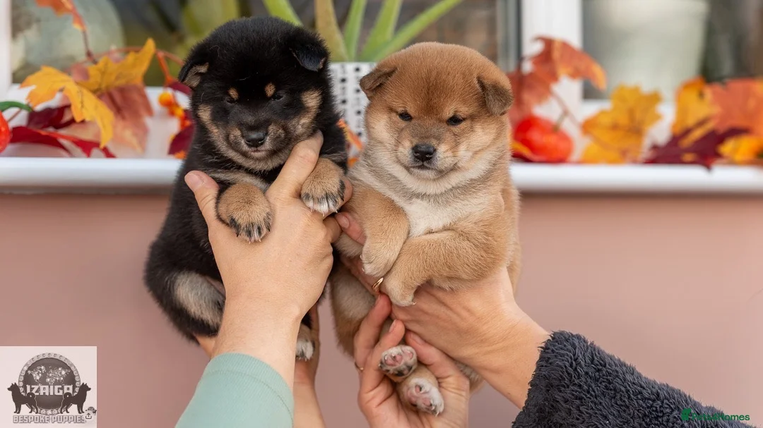 Japanese Shiba Inu dogs for sale:  🌸 Shiba Inu 3rd Gen Japanese Lines Crufts Placed - Advert 2