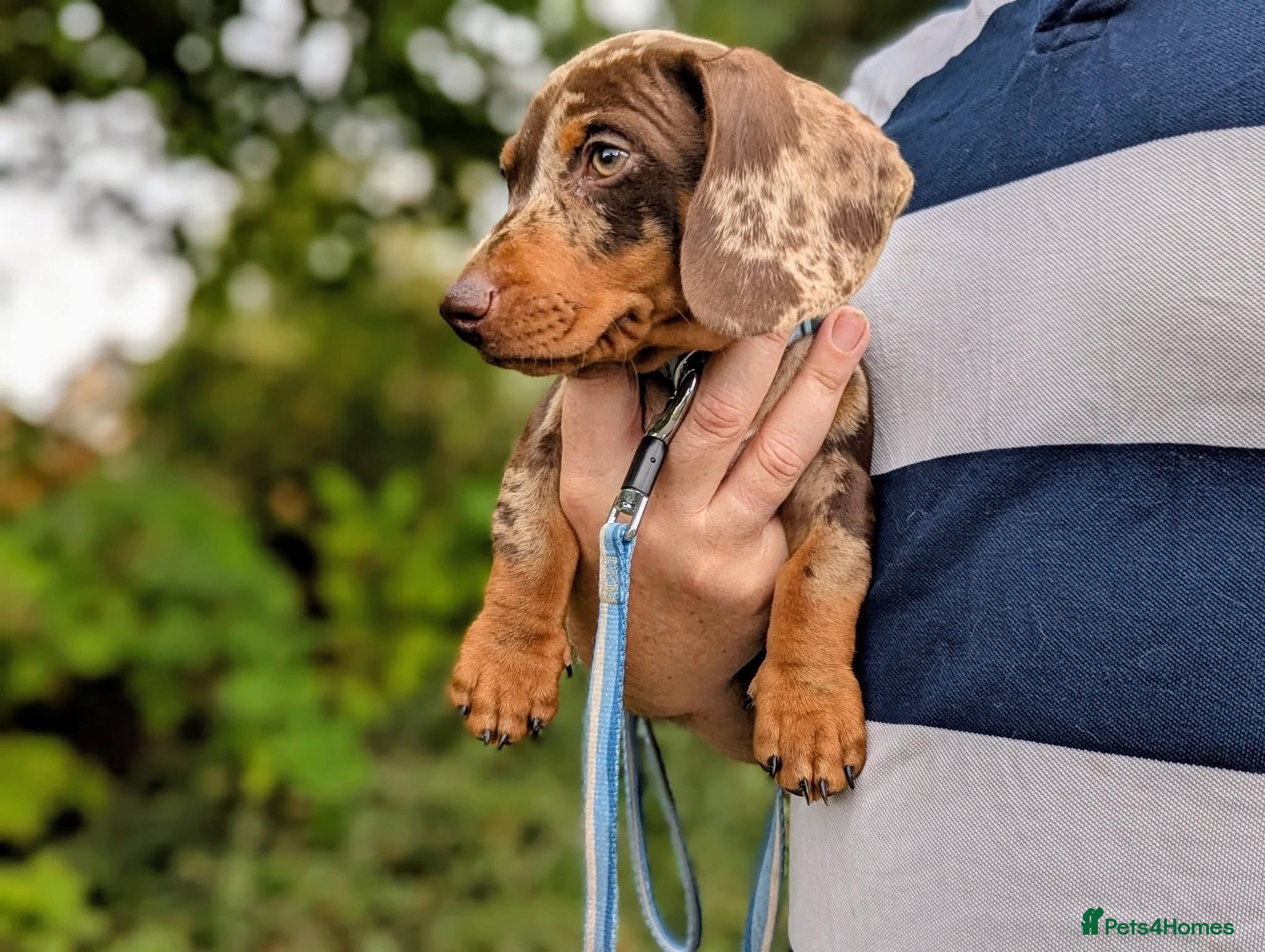 Dachshund dogs Last 2 Gorgeous Dapple Dachshund Puppies - Advert 2