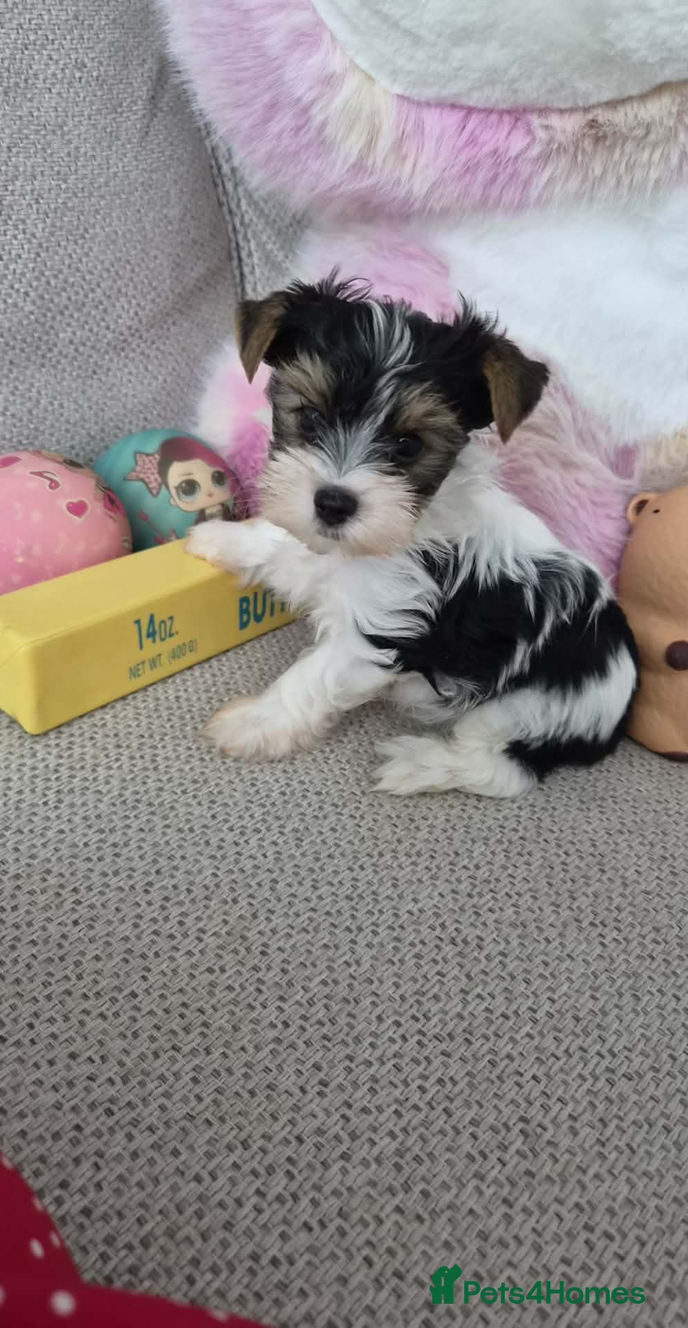 Biewer Terrier dogs 2 Cute Biewer Terrier puppies  - Advert 13