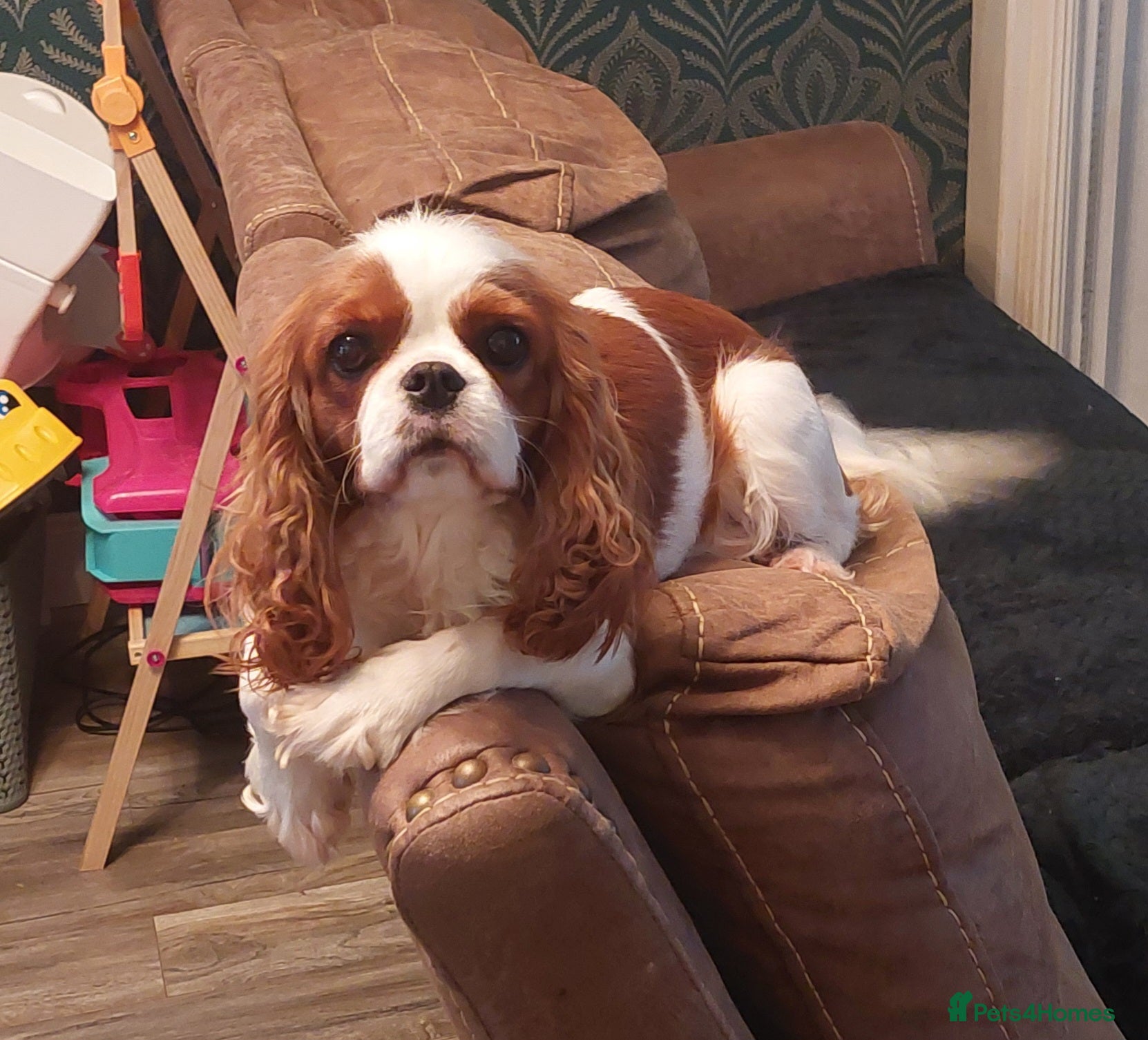Cavalier King Charles Spaniel dogs Female Adult Cavalier king Charles Spaniel - Advert 9