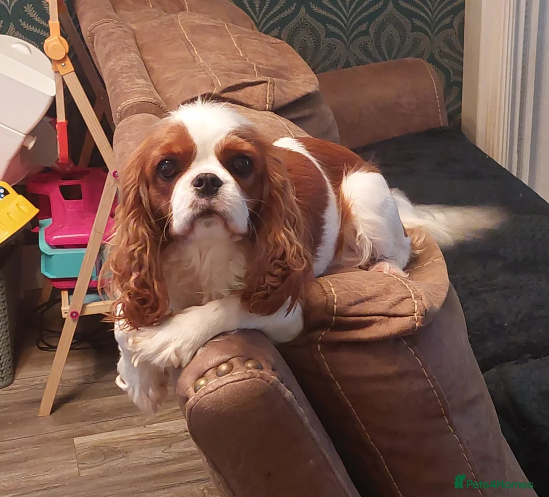 Cavalier King Charles Spaniel dogs for sale: Female Adult Cavalier king Charles Spaniel - Advert 1
