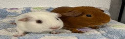 Guinea Pig rodents for sale: Pure bred baby boar guinea pigs  - Advert 1