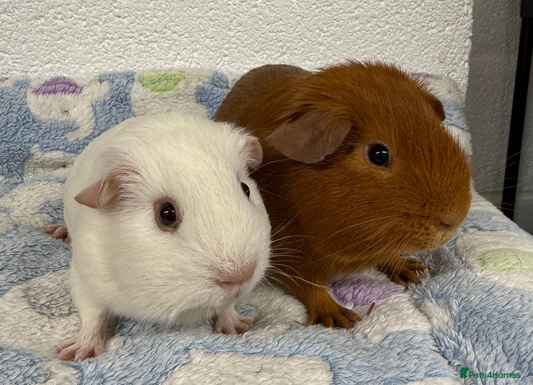 Guinea Pig rodents for sale: Pure bred baby boar guinea pigs  - Advert 1