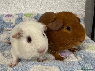 Guinea Pig rodents Pure bred baby boar guinea pigs - Advert 12