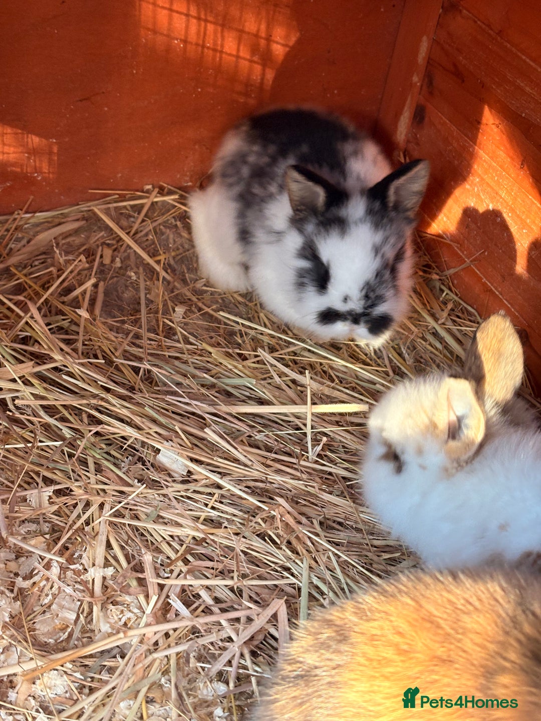 Lionhead rabbits for sale: Baby Rabbits for sale - Advert 9
