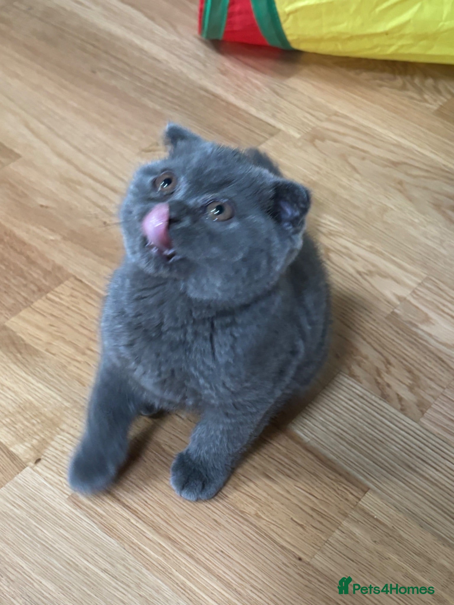British Shorthair cats Beautiful Bsh&scottish fold - Advert 2