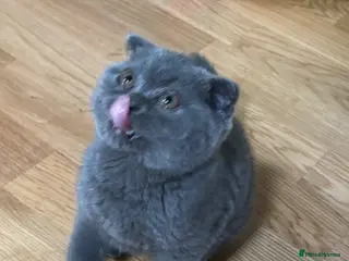 British Shorthair cats Beautiful Bsh&scottish fold - Advert 1