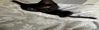 Black kitten 1 
