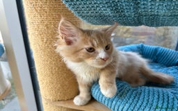 Maine Coon cats for sale: Pedigree Maine Coon kittens  - Image 21
