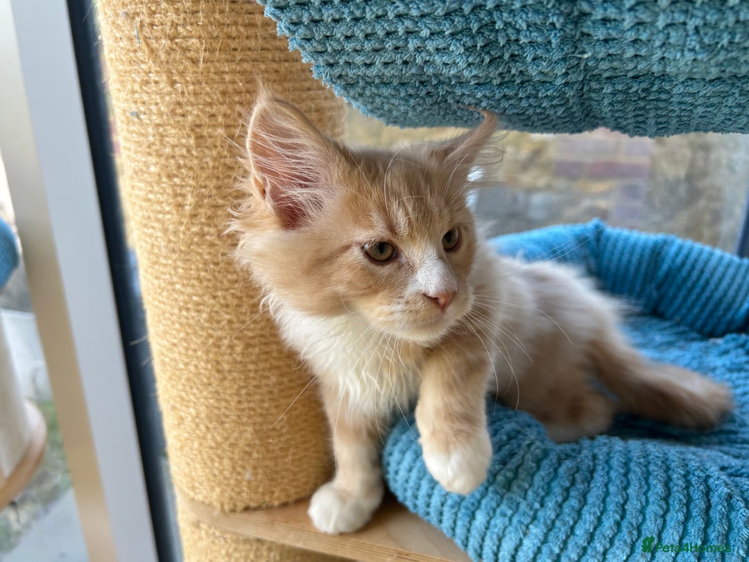 Maine Coon cats for sale: Pedigree Maine Coon kittens  - Image 21