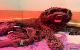 Cockapoo dogs for sale: F1b Cockapoo Puppies - Image 10