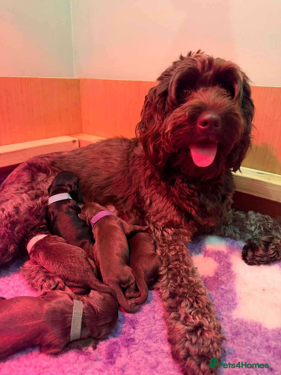 Cockapoo dogs for sale: F1b Cockapoo Puppies - Image 10