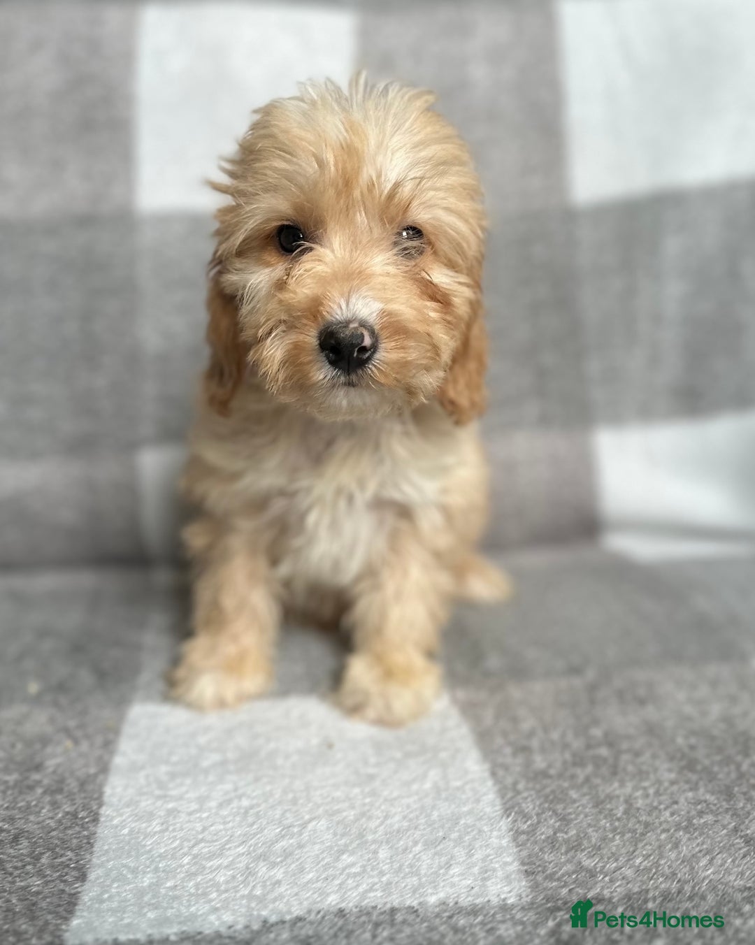 Cockapoo dogs for sale: Beautiful cockapoos looking for forever homes  - Image 2