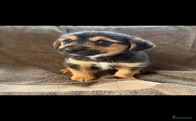 Jack Russell dogs - Advert 9