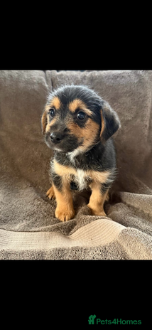 Jack Russell dogs - Advert 2