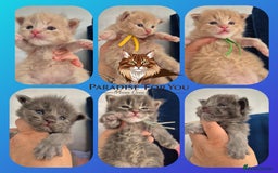 Maine Coon cats for sale: Maine Coon kittens Glasgow  - Image 1