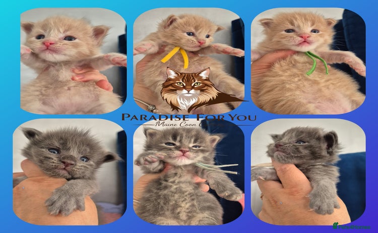 Maine Coon cats - Advert 9