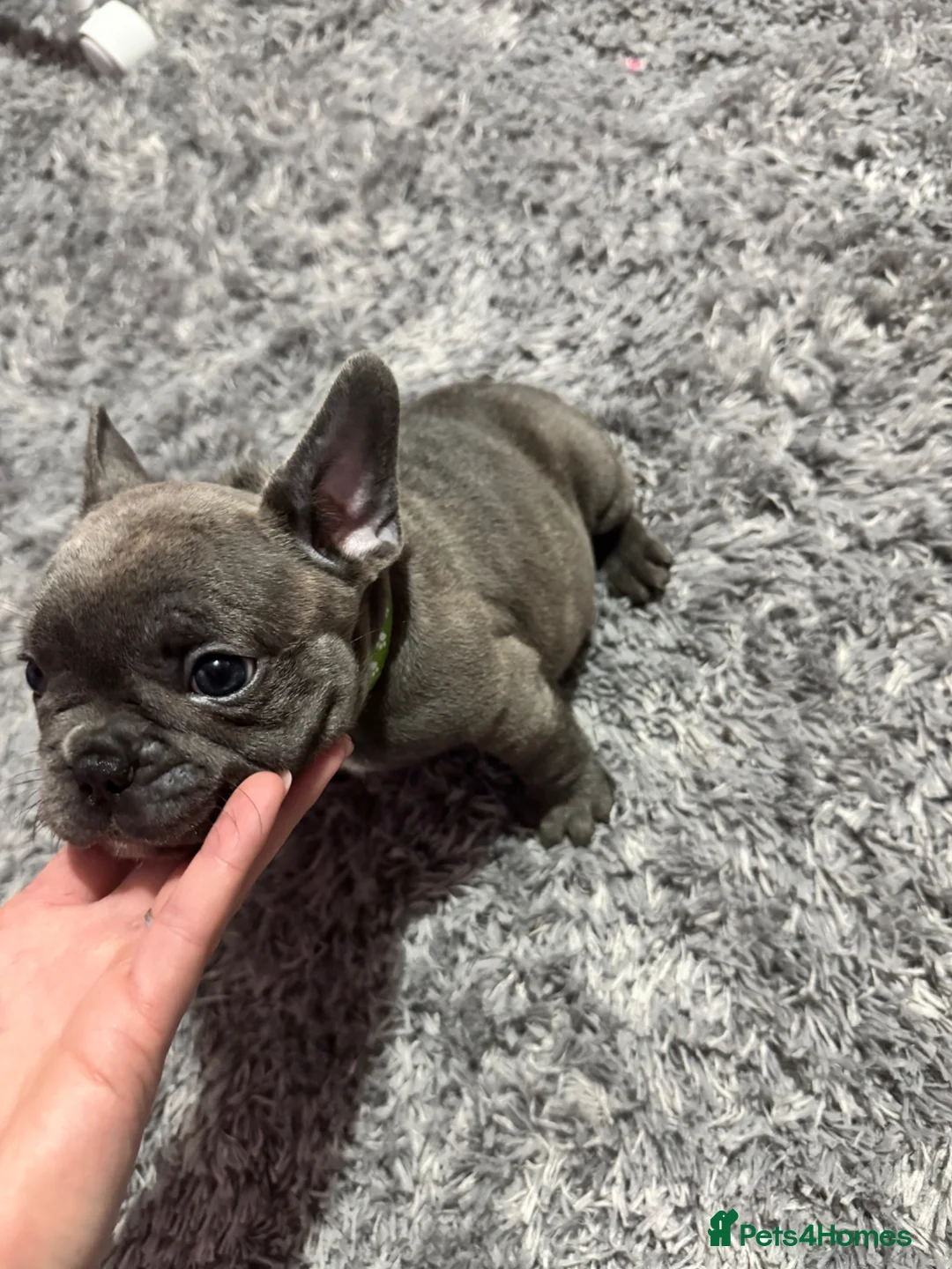 French Bulldog dogs for sale: 100% Purebred French Bulldog Puppies - Advert 2