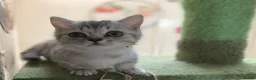 Munchkin cats for sale: ✨ Adorable TICA Registered Munchkin Kittens ✨ - Advert 11