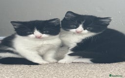 Domestic Shorthair cats for sale: Kittens for sale £50 - Image 2