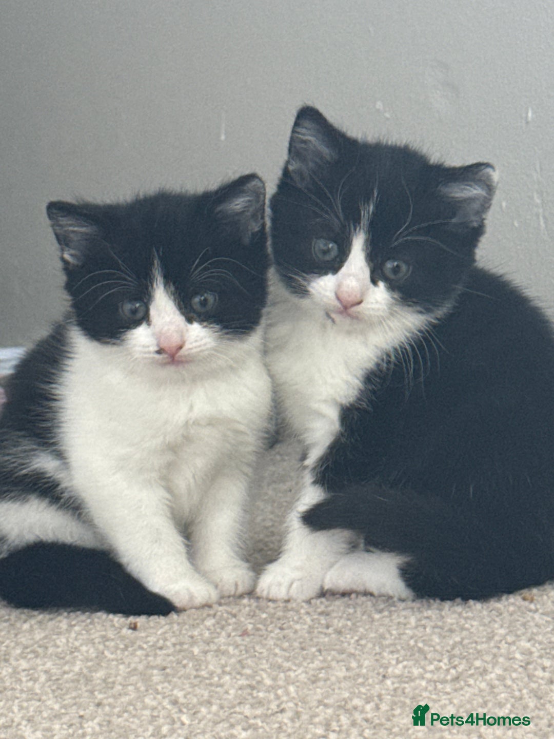 Domestic Shorthair cats for sale: Kittens for sale £50 - Image 2