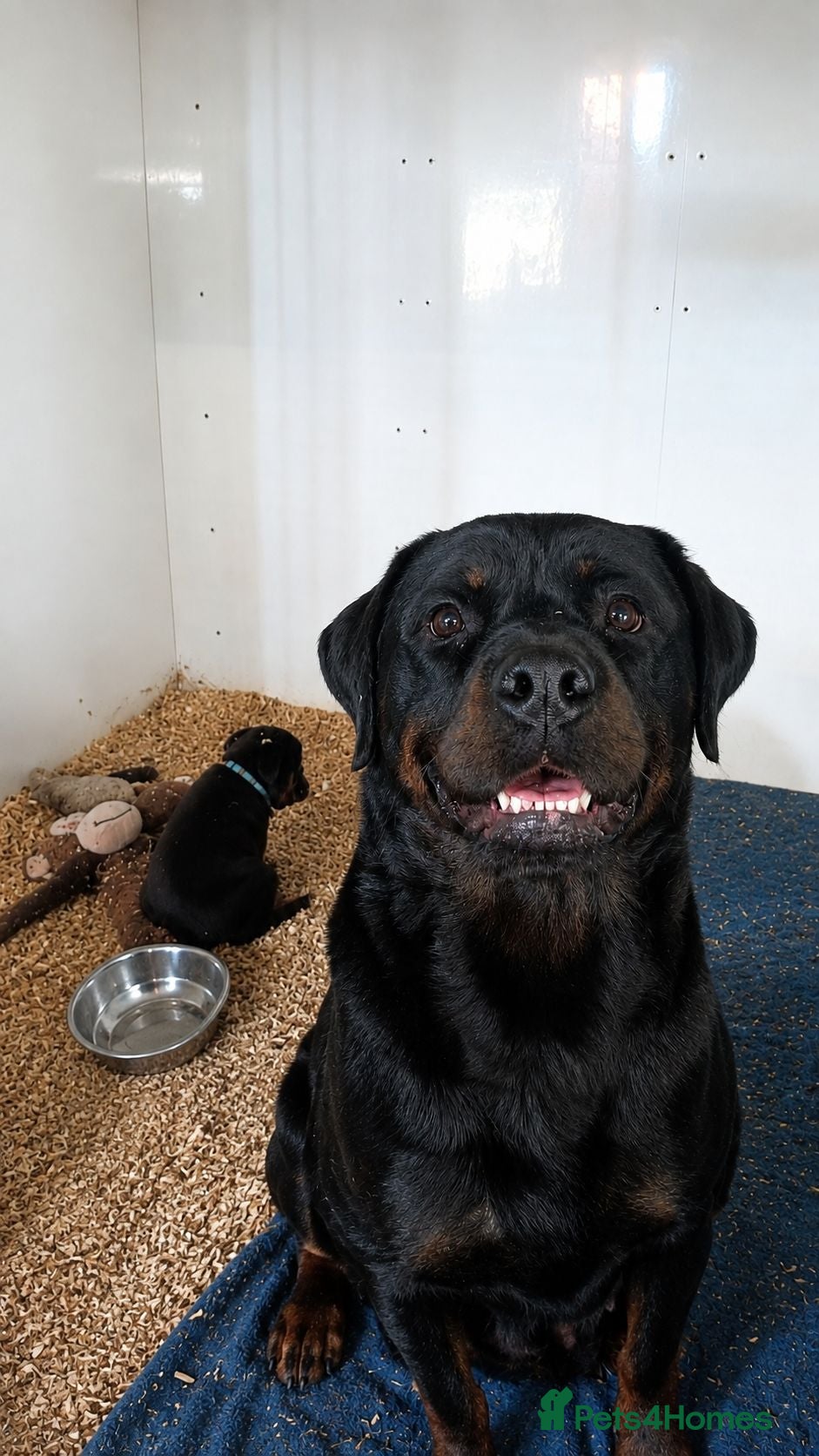 Rottweiler dogs PURE BREED ROTTWEILERS BIG LITTER - Advert 16