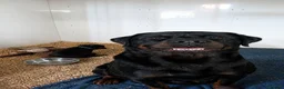 Rottweiler dogs for sale: PURE BREED ROTTWEILERS BIG LITTER in Knaresborough - Advert 1