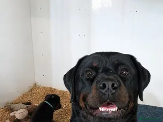 Rottweiler dogs PURE BREED ROTTWEILERS BIG LITTER - Advert 6
