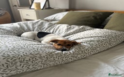 Jack Russell dogs for sale: Jack Russell Terrier boy looking for new home - Image 5