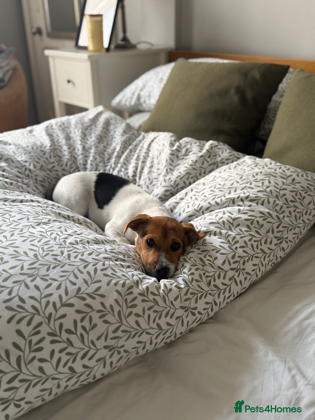 Jack Russell dogs for sale: Jack Russell Terrier boy looking for new home - Image 5