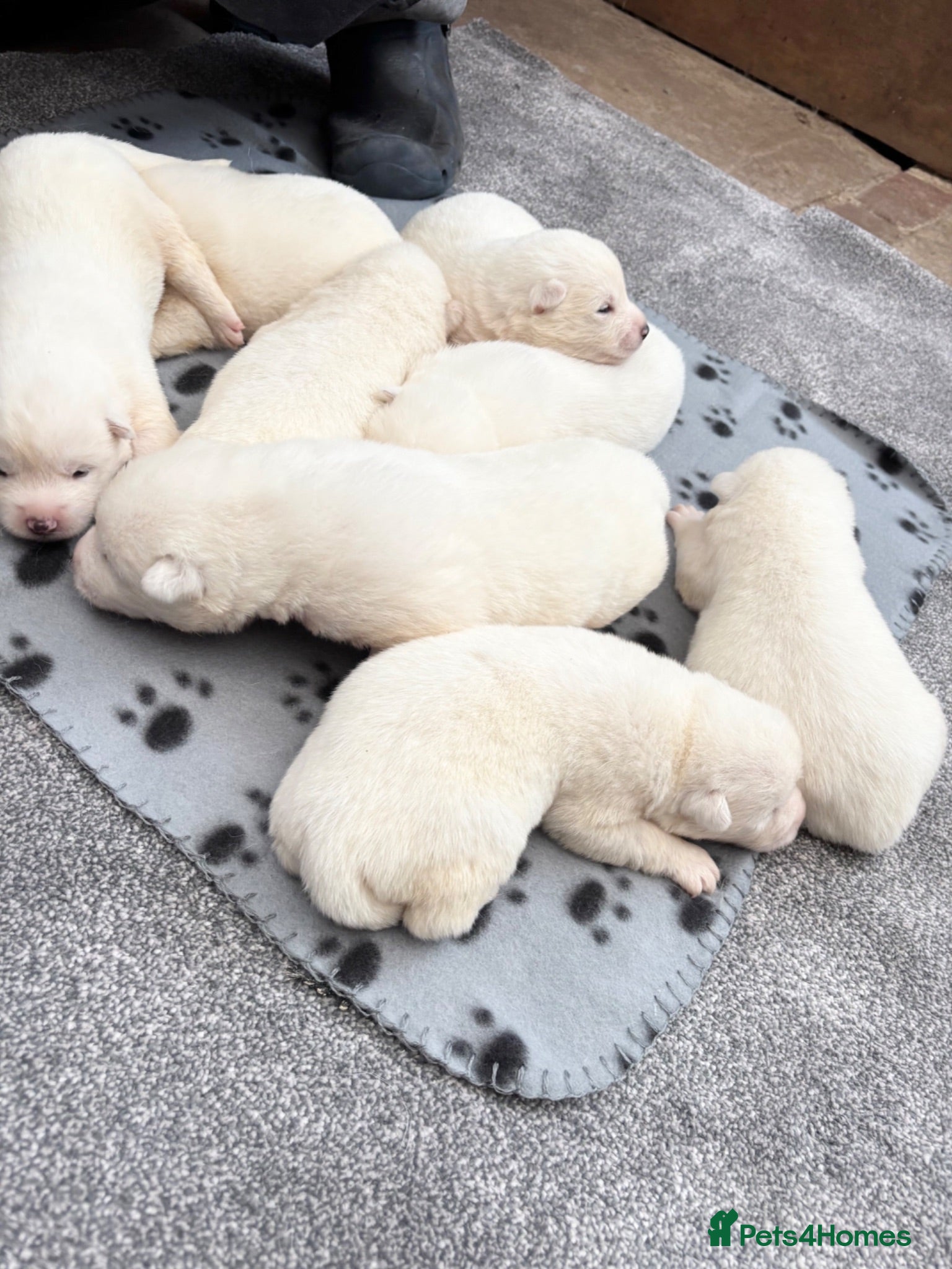 Japanese Akita Inu dogs Japanese Akita Inu Puppies - Advert 8