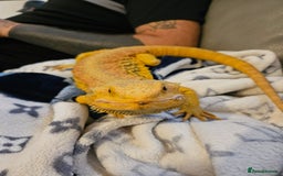 Lizard reptiles for sale: Bearded dragon and full set up - Image 2