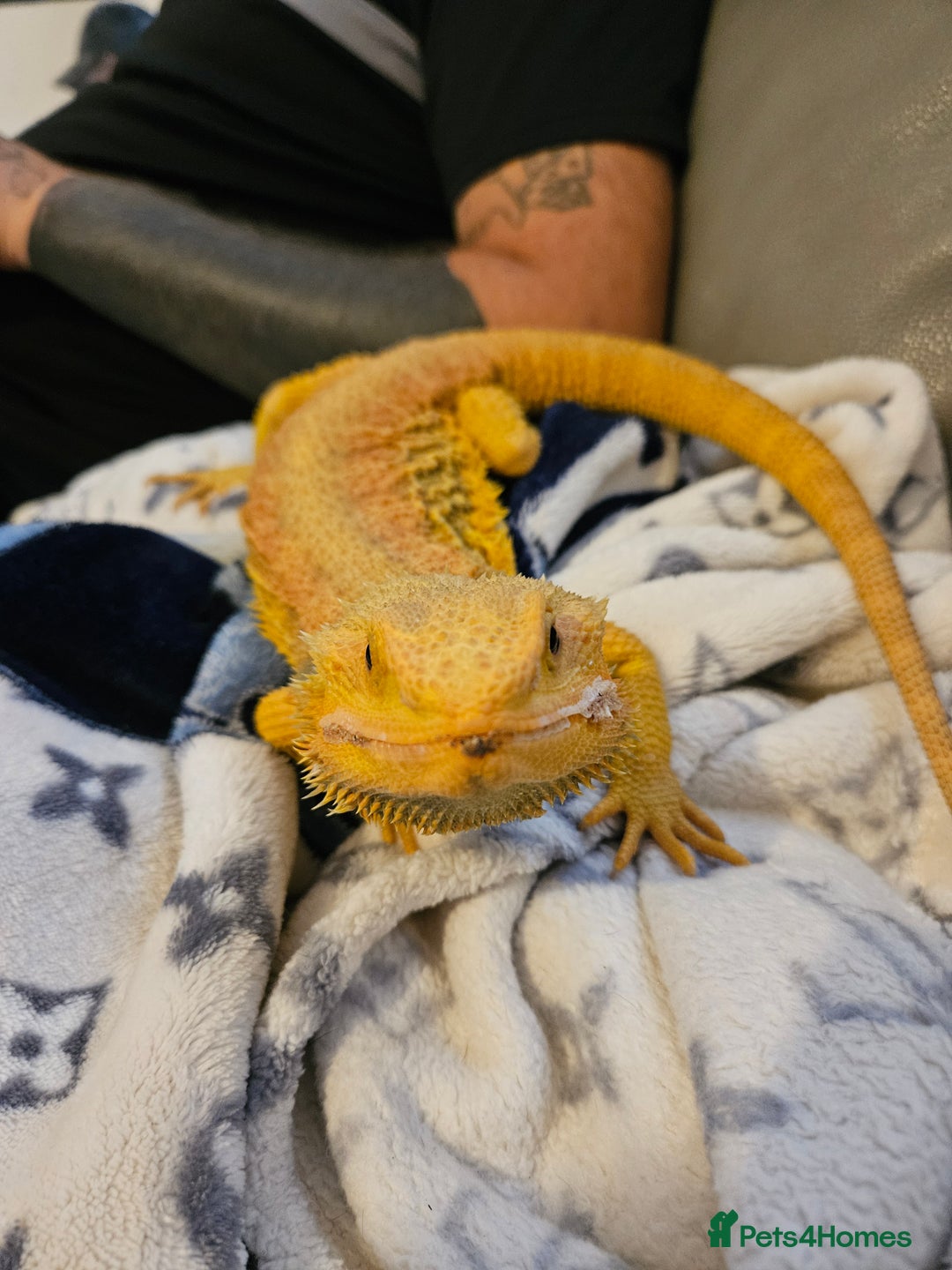 Lizard reptiles for sale: Bearded dragon and full set up - Image 2