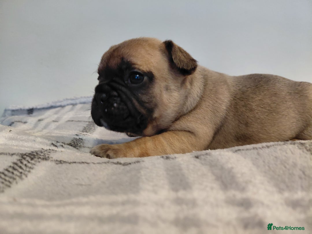 French Bulldog dogs for sale: French bulldog puppies - Image 11