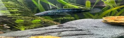 Cichlids fish for sale: Jack Dempsey cichlid  - Advert 2