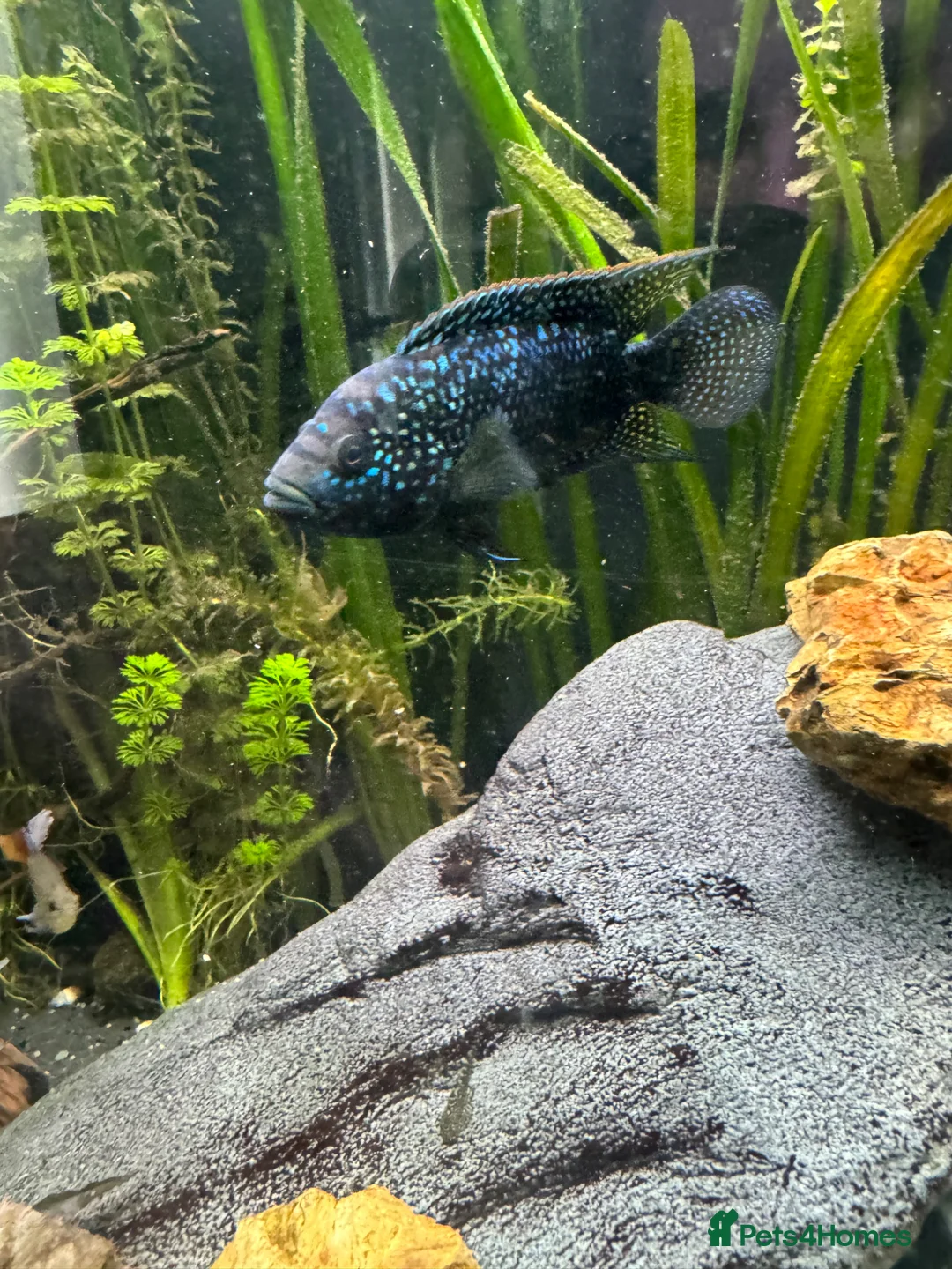 Cichlids fish for sale: Jack Dempsey cichlid  - Advert 2