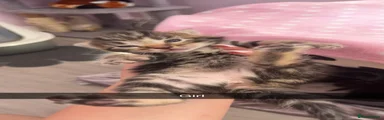Domestic Shorthair 3