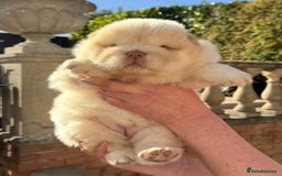 Chow Chow dogs for sale: Outstanding Baby Bears - Image 4