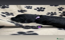 Cockapoo dogs for sale: Stunning F1B Cockerpoos - Image 10