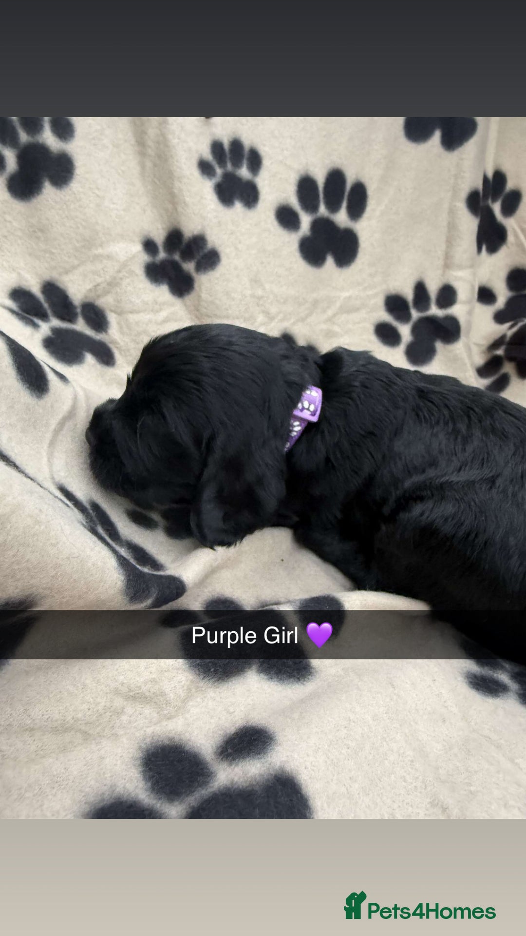 Cockapoo dogs for sale: Stunning F1B Cockerpoos - Image 10