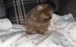 Pomeranian dogs for sale: 🧸⭐️. EXTRA SPECIAL POMERANIAN BEARS ⭐️🧸 - Advert 3