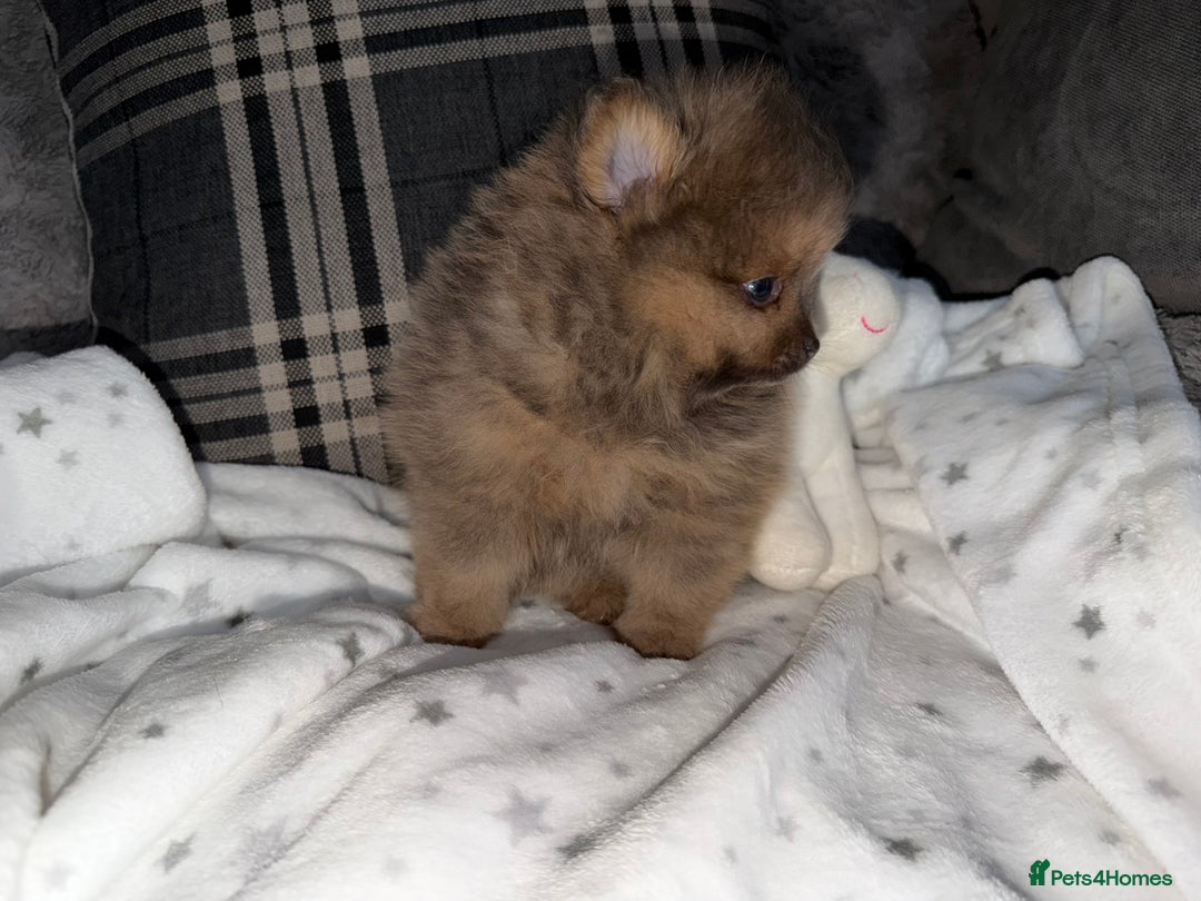 Pomeranian dogs for sale: 🧸⭐️. EXTRA SPECIAL POMERANIAN BEARS ⭐️🧸 - Advert 3