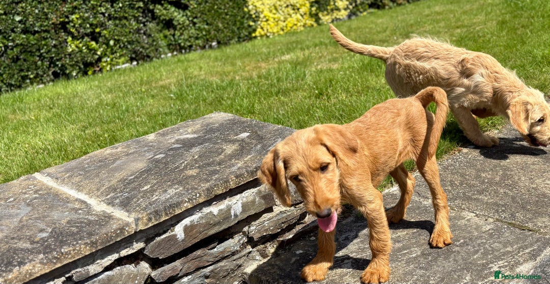 Labradoodle dogs for sale: F1 Standard Labradoodles in Aberystwyth - Image 25