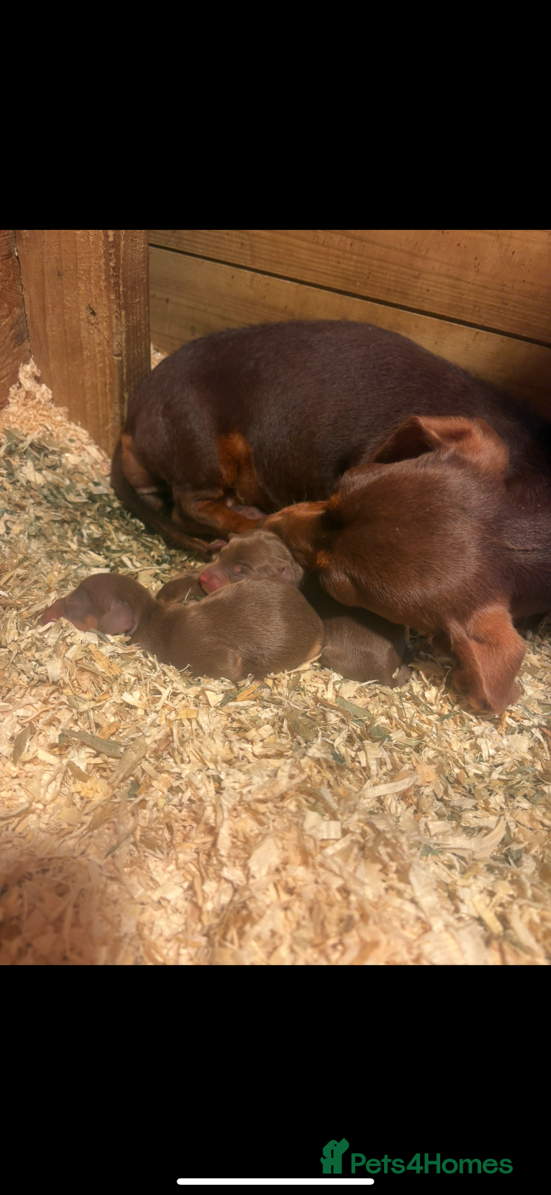Miniature Dachshund dogs for sale: 🩵😍miniature daschund boy puppy🩵😍 - Image 3