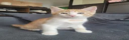 Mixed Breed cats for sale: Beautiful mixed breed kittens for sale - Advert 13